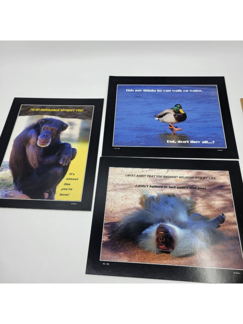 PHOTOGRAPHY Art MEME Prints Lot 3 Humorous Animals Nature Photos - HW030